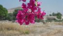 Halki